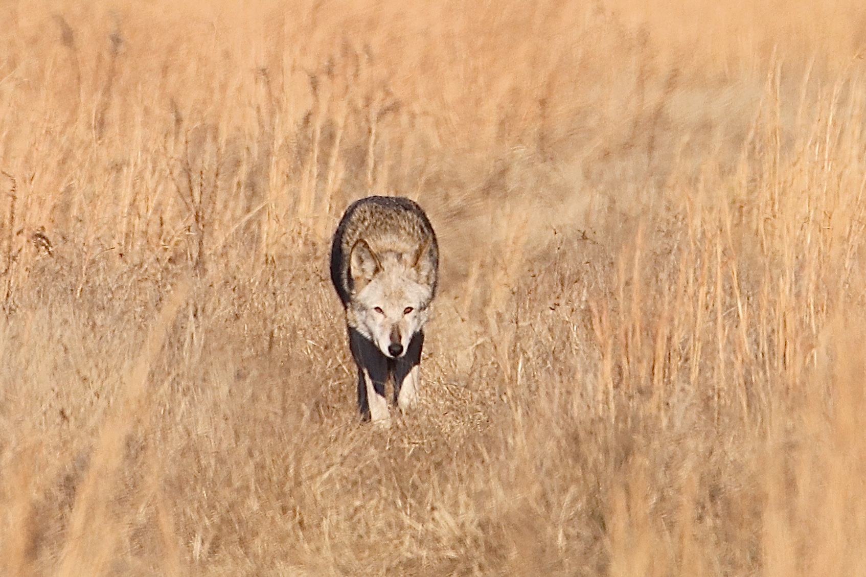 Mourning the Loss of an American Hero: Red Wolf 1849F | Defenders of